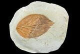 Fossil Leaf (Beringiaphyllum) - Montana #105214-1